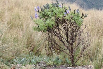 Lupinus pubescens, photographed by Michael Bakker Paiva