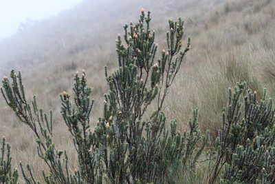 Chuquiraga jussieui, photographed by Michael Bakker Paiva