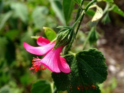 Hibiscus poeppigii, photographed by Alexis López Hernández