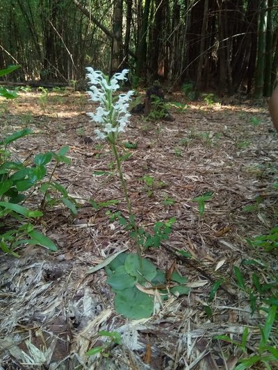 Habenaria roxburghii, photographed by Viral joshi