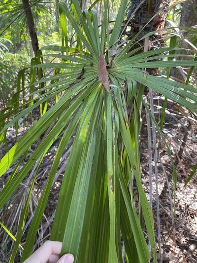 Livistona decora, photographed by Greg Tasney