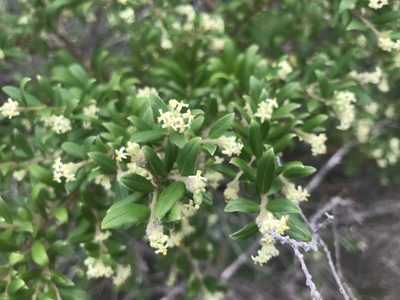Pimelea clavata, photographed by Ann Bentley