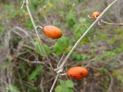 Cayaponia racemosa, photographed by Alexis López Hernández
