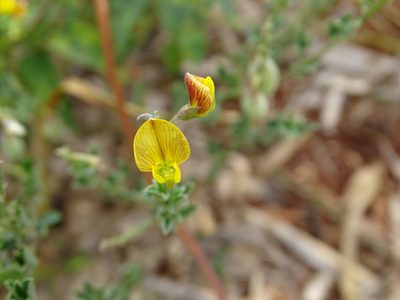 Crotalaria pumila, photographed by Alexis López Hernández