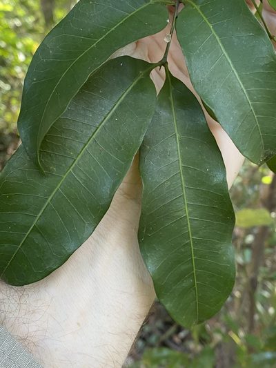 Guioa acutifolia, photographed by Greg Tasney