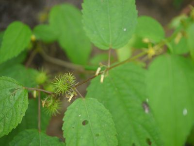 Triumfetta annua, photographed by Dinesh Valke