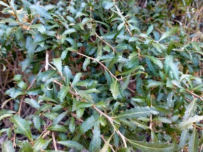 Hoheria angustifolia, photographed by John Barkla