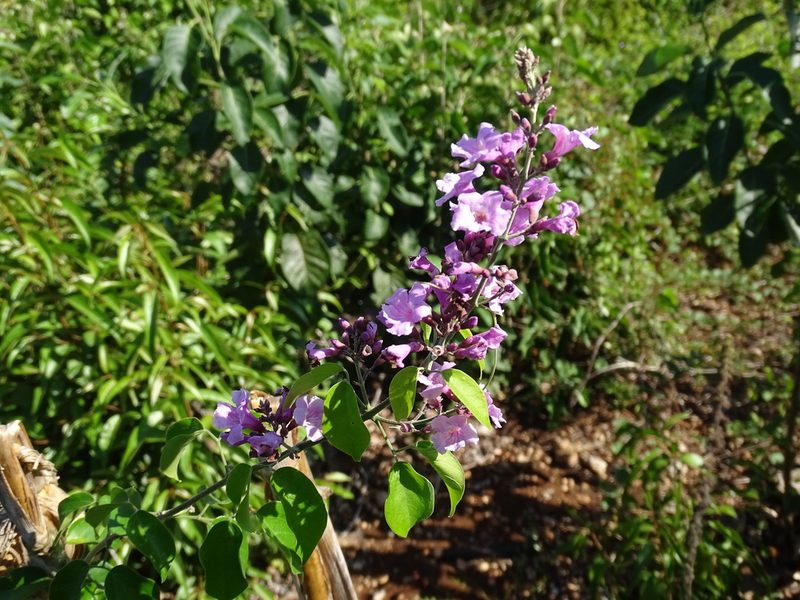 Fridericia floribunda, photographed by Alexis López Hernández