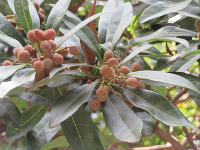 Myrica rubra, photographed by Marco Mussita