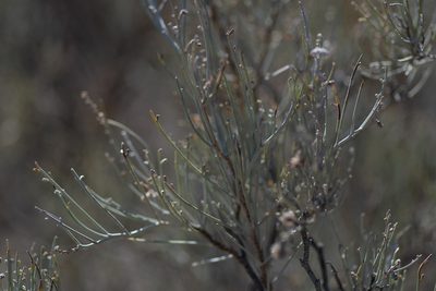 Adesmia argentea, photographed by Darío De la Fuente
