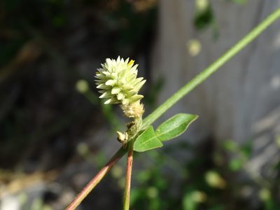 Alternanthera flavescens, photographed by Alexis López Hernández