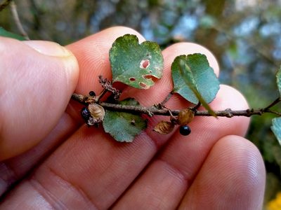 Melicope simplex, photographed by John Barkla