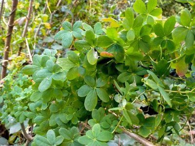 Tropaeolum speciosum, photographed by John Barkla