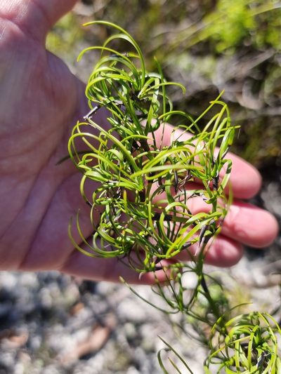 Caustis recurvata, photographed by Dragonette