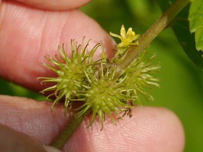 Triumfetta annua, photographed by Dinesh Valke