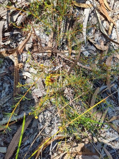 Acacia baueri, photographed by Dragonette