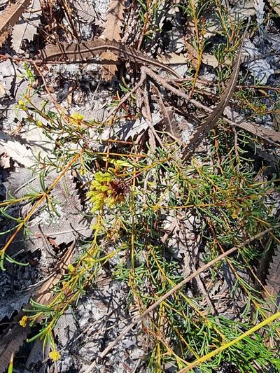 Acacia baueri, photographed by Dragonette