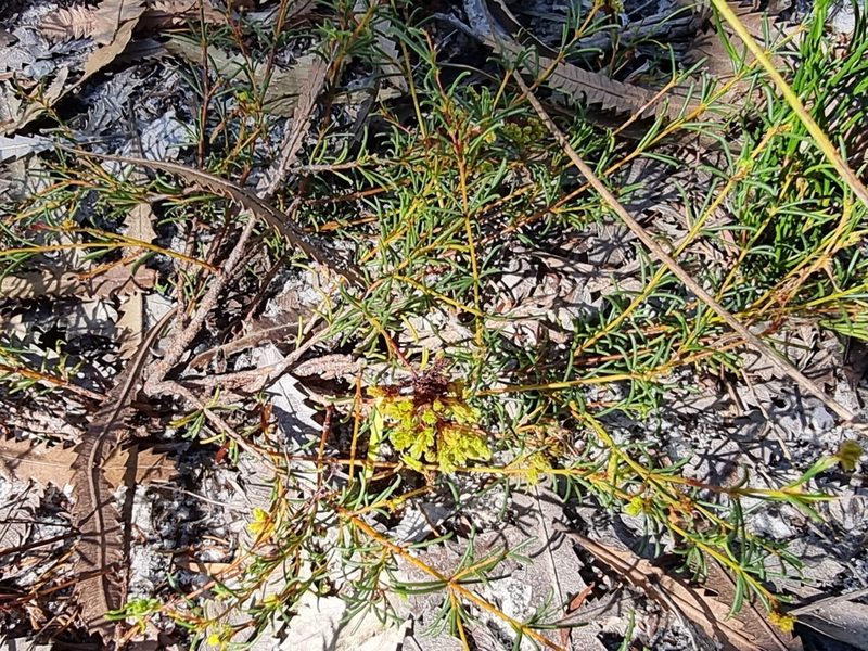 Acacia baueri, photographed by Dragonette