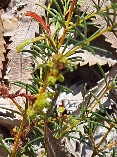 Acacia baueri, photographed by Dragonette