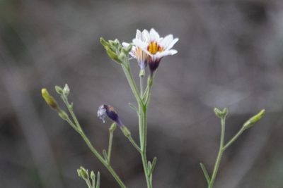 Salpiglossis sinuata, photographed by Darío De la Fuente