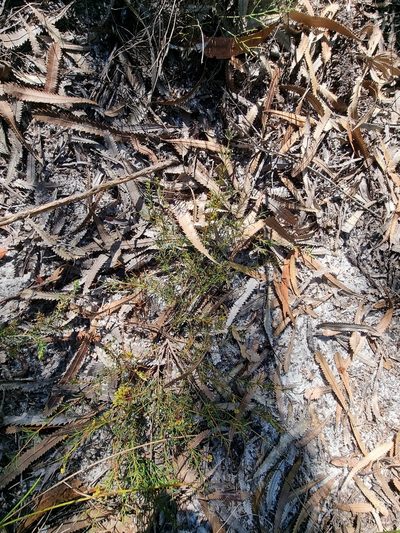 Acacia baueri, photographed by Dragonette