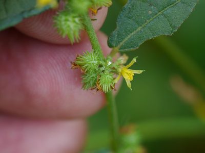 Triumfetta pentandra, photographed by Dinesh Valke