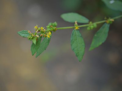 Triumfetta pentandra, photographed by Dinesh Valke
