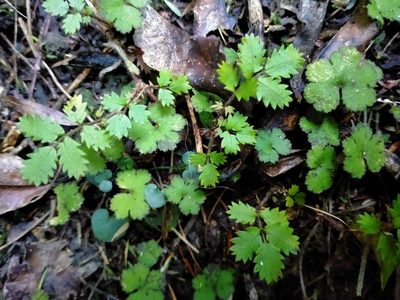 Acaena juvenca, photographed by John Barkla