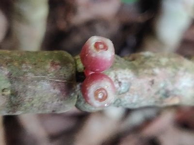 Medinilla anamalaiana, photographed by T R Shankar Raman