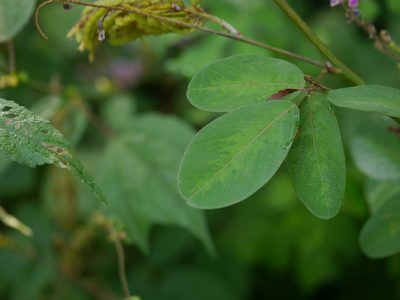 Uraria rufescens, photographed by Dinesh Valke