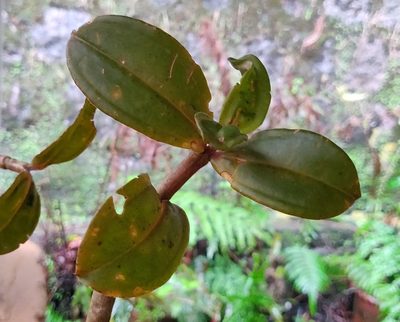 Medinilla anamalaiana, photographed by T R Shankar Raman
