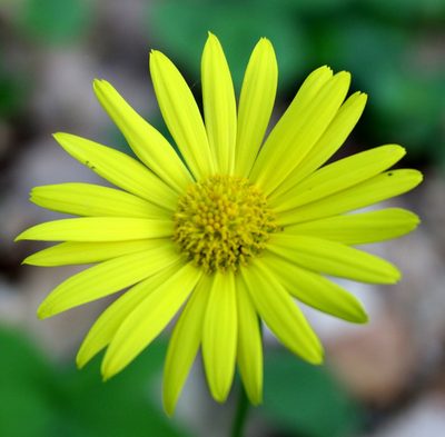 Doronicum orientale, photographed by Юрий Данилевский (Yuriy Danilevsky)