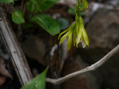 Nervilia concolor, photographed by Dinesh Valke