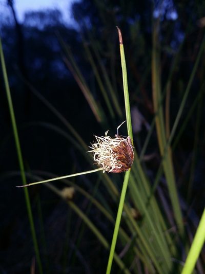 Mesomelaena pseudostygia, photographed by Helium Luo