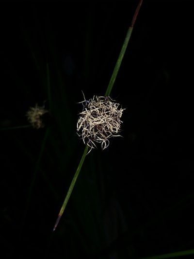 Mesomelaena pseudostygia, photographed by Helium Luo