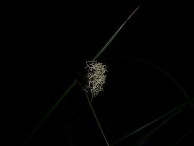 Mesomelaena pseudostygia, photographed by Helium Luo