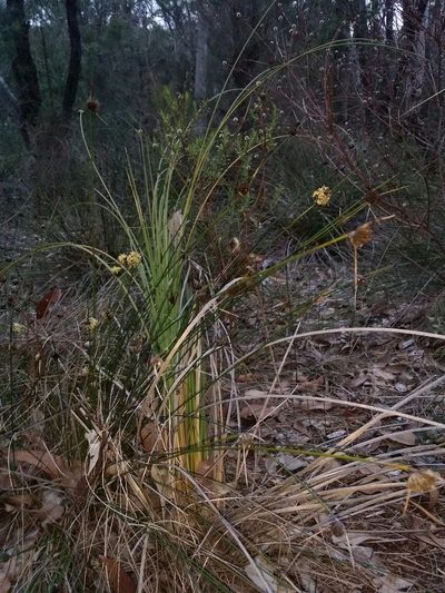 Mesomelaena pseudostygia, photographed by Helium Luo