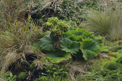 Azorella polaris, photographed by Christopher Stephens