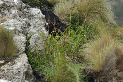 Carex trifida, photographed by Christopher Stephens