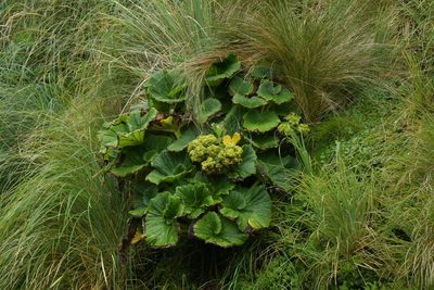 Azorella polaris, photographed by Christopher Stephens