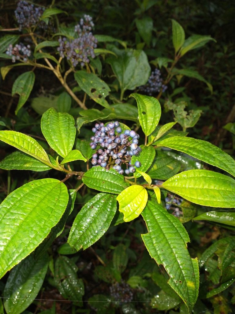 Miconia oligotricha, photographed by Juan Cruzado Cortés