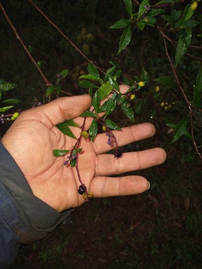 Monnina ciliolata, photographed by Juan Cruzado Cortés