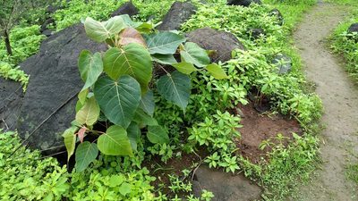 Ficus arnottiana, photographed by Dinesh Valke