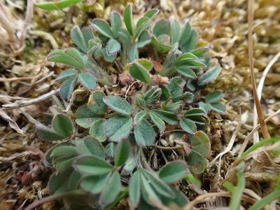 Trifolium striatum, photographed by Robert H. Wardell