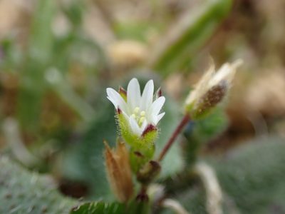 Cerastium diffusum, photographed by Robert H. Wardell