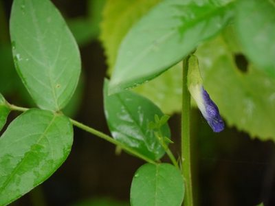 Clitoria annua, photographed by Dinesh Valke