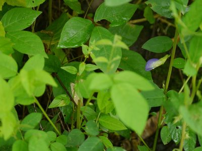 Clitoria annua, photographed by Dinesh Valke