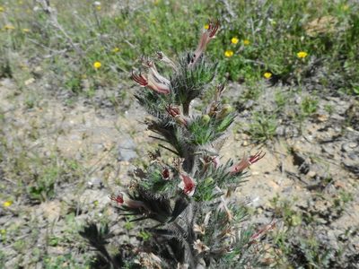 Echium asperrimum, photographed by Abdenour Kheloufi