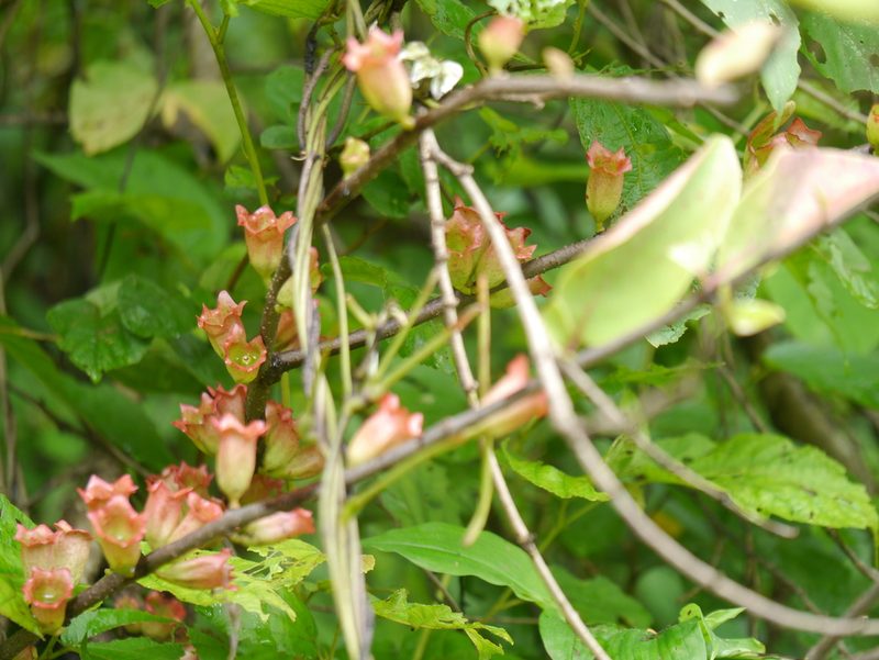 Tolypanthus lageniferus, photographed by Dinesh Valke
