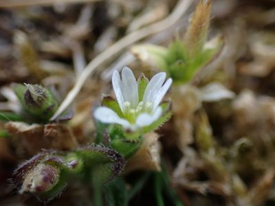 Cerastium diffusum, photographed by Robert H. Wardell